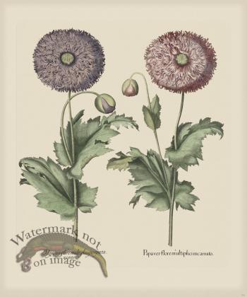 Besler 291 Colored B2